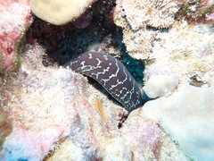Gymnothorax undulatus