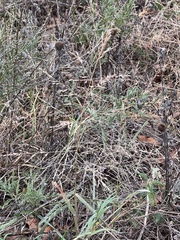 Eragrostis curtipedicellata