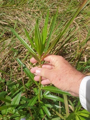 Gomphocarpus fruticosus