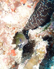 Gymnothorax undulatus
