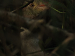 Megadyptes antipodes