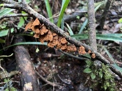 Anthracophyllum