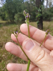 Verbena litoralis