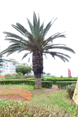 Phoenix canariensis