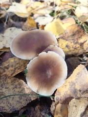 Rhodocollybia butyracea