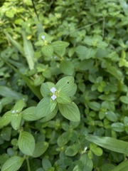 Spermacoce latifolia