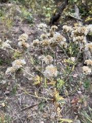 Pseudognaphalium macounii