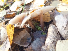 Rhodocollybia butyracea