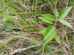 Croton bonplandianus