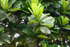 Ficus lyrata