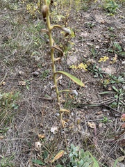 Pseudognaphalium macounii