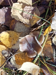 Rhodocollybia butyracea