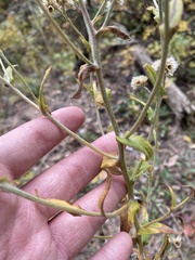 Pseudognaphalium macounii