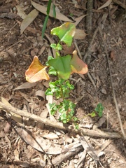 Chenopodium robertianum