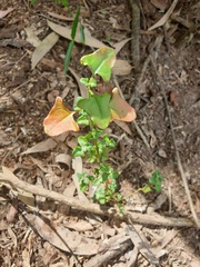 Chenopodium robertianum