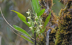Epidendrum erosum