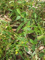 Sida rhombifolia