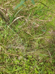 Asperula geminifolia