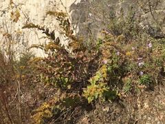 Solidago drummondii
