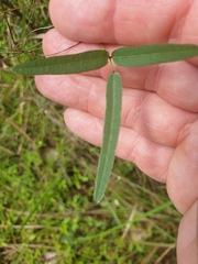 Glycine tabacina