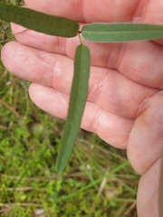 Glycine tabacina