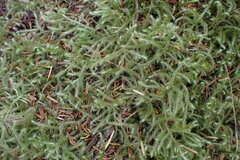 Rhytidiadelphus loreus