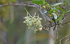 Epidendrum erosum