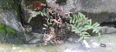 Christella acuminata
