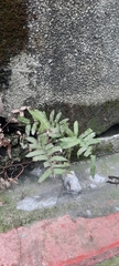 Christella acuminata