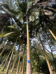 Dypsis leptocheilos