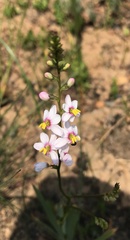 Ixia scillaris