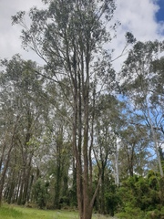 Eucalyptus moluccana