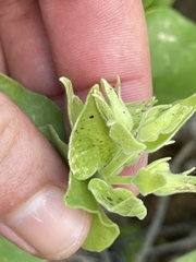 Mirabilis tenuiloba
