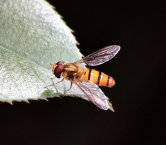 Episyrphus