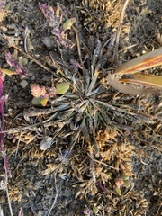 Sporobolus alopecuroides