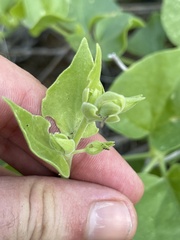 Mirabilis tenuiloba
