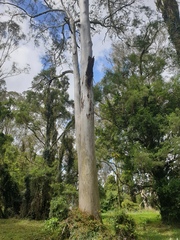 Eucalyptus tereticornis