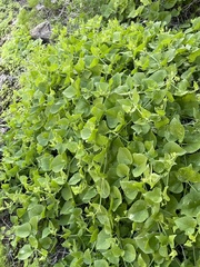 Mirabilis tenuiloba