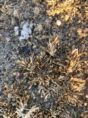 Eragrostis hypnoides