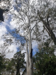 Eucalyptus tereticornis