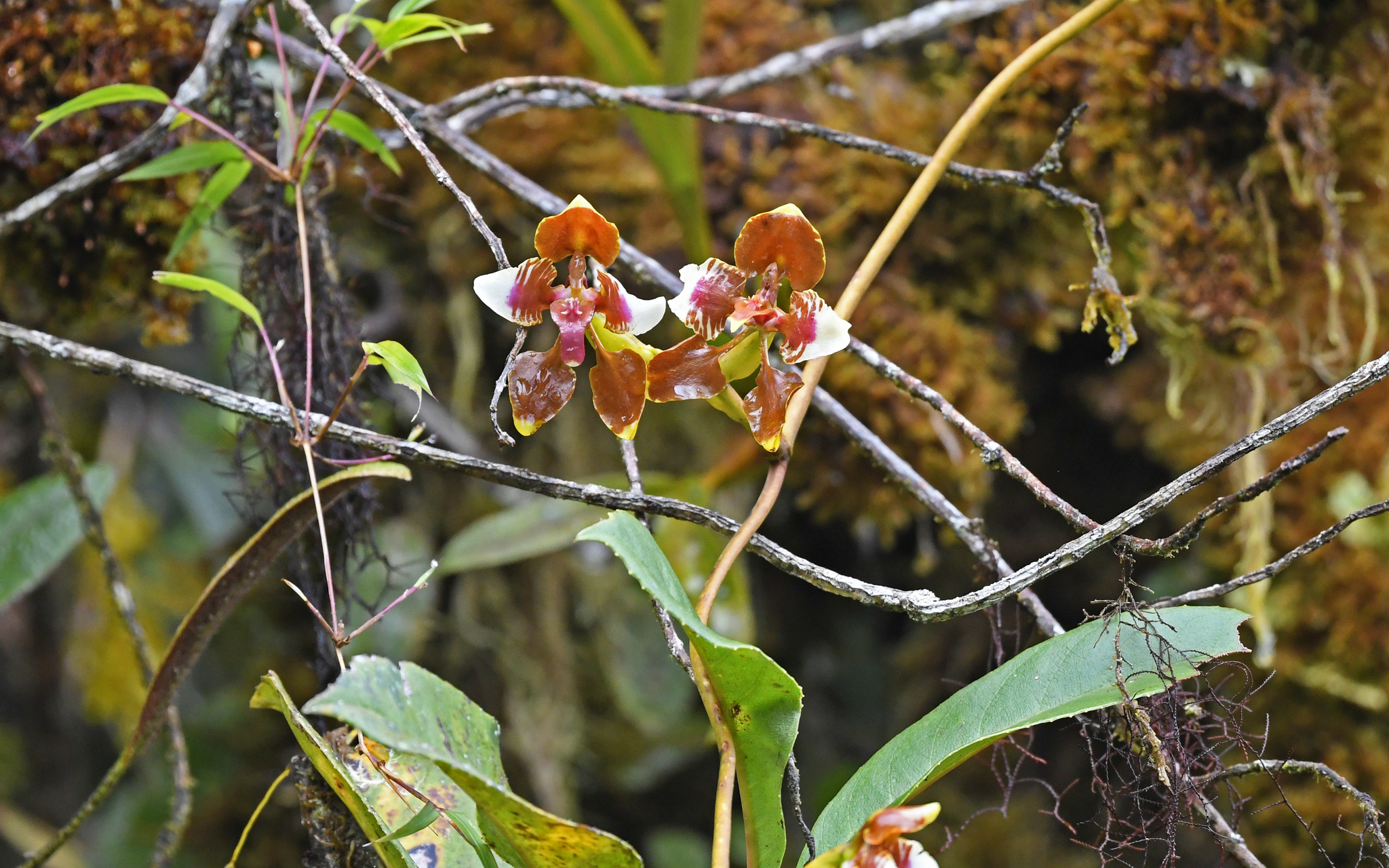 Cyrtochilum mendax (Rchb.f.) Kraenzl. 3