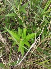 Croton bonplandianus