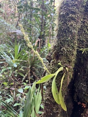 Epidendroideae