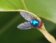Calliphoridae