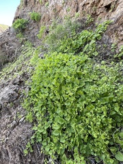 Mirabilis tenuiloba