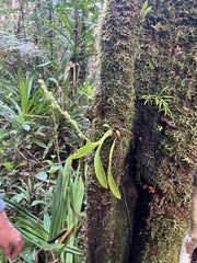Epidendroideae