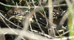 Masticophis bilineatus