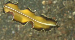 Pseudobiceros flowersi