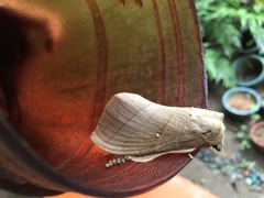 Lebeda nobilis