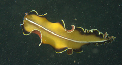 Pseudobiceros flowersi